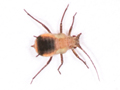 Metopeurum fuscoviride
